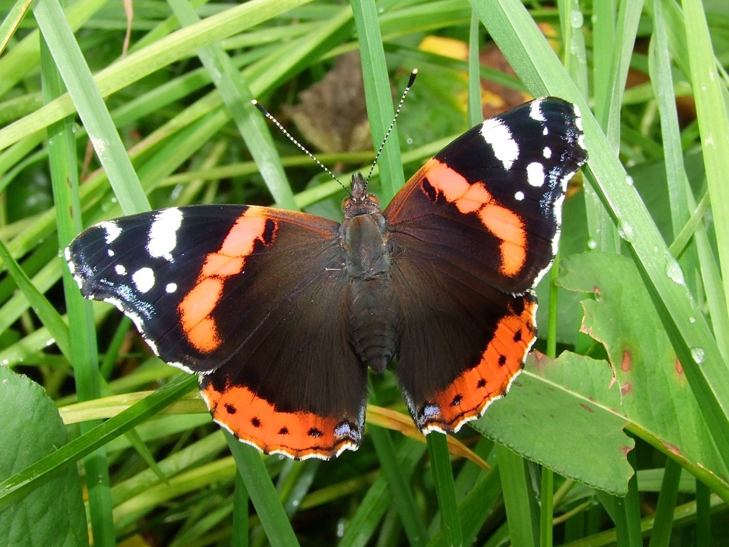 Foto: Admiral (Vanessa atalanta)